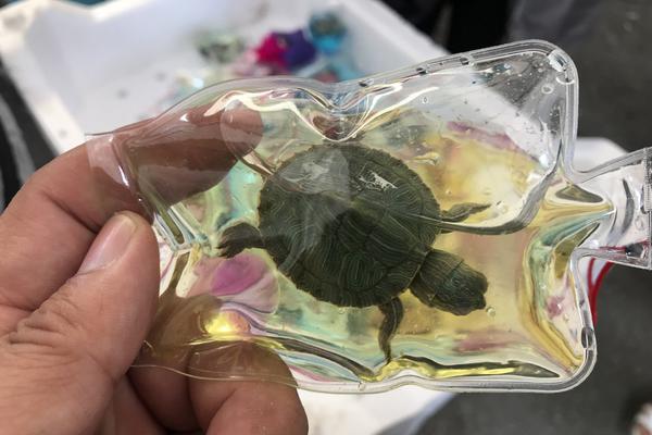 Biologists study migration patterns of birds using tracking devices